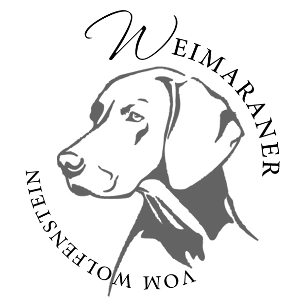 Weimaraner vom Wolfenstein